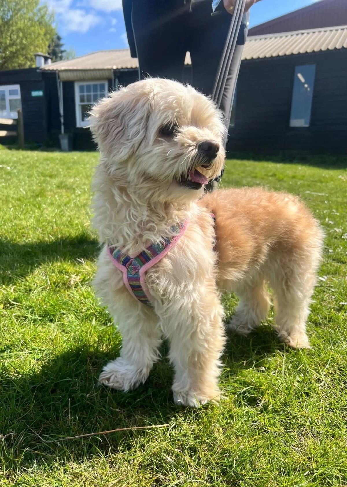 Anza,  (All Dogs Matter)