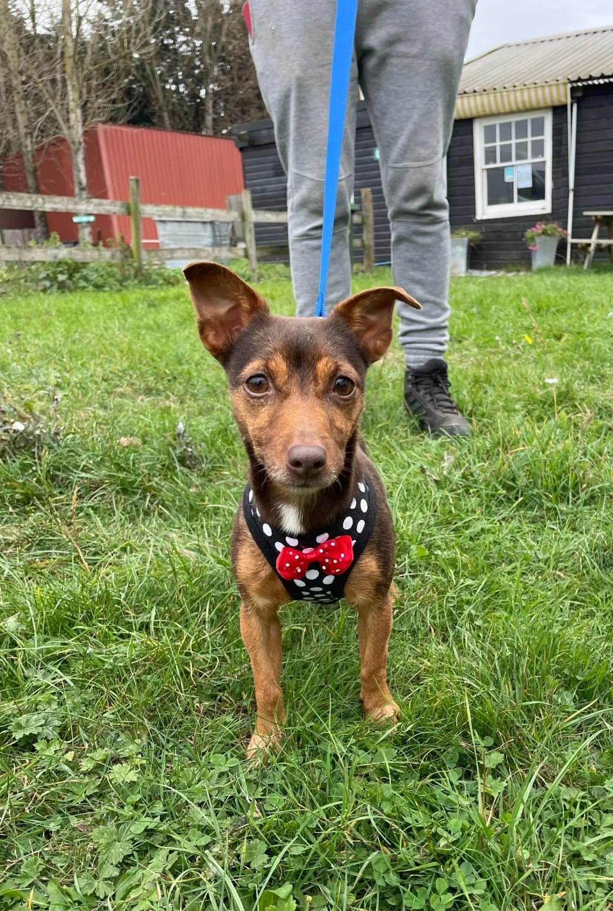 Arabella, female 5yo mixed breed for adoption at All Dogs Matter, London
