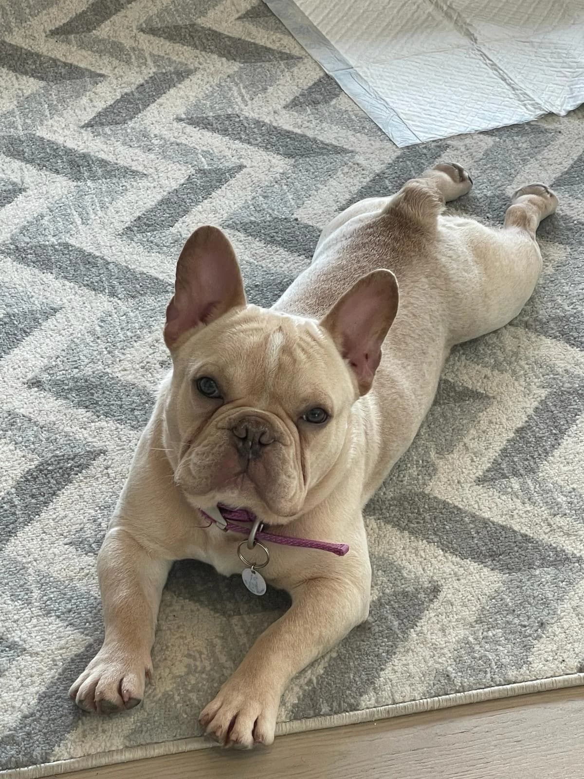 Archie,  (All Dogs Matter)