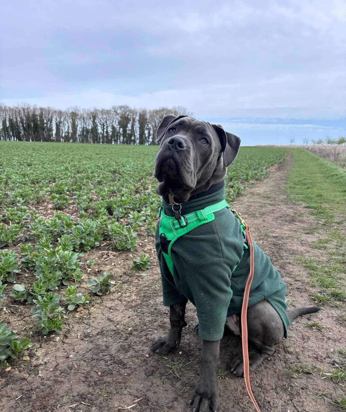 Armani, female puppy Cane Corso for adoption at Woodgreen Pets Charity