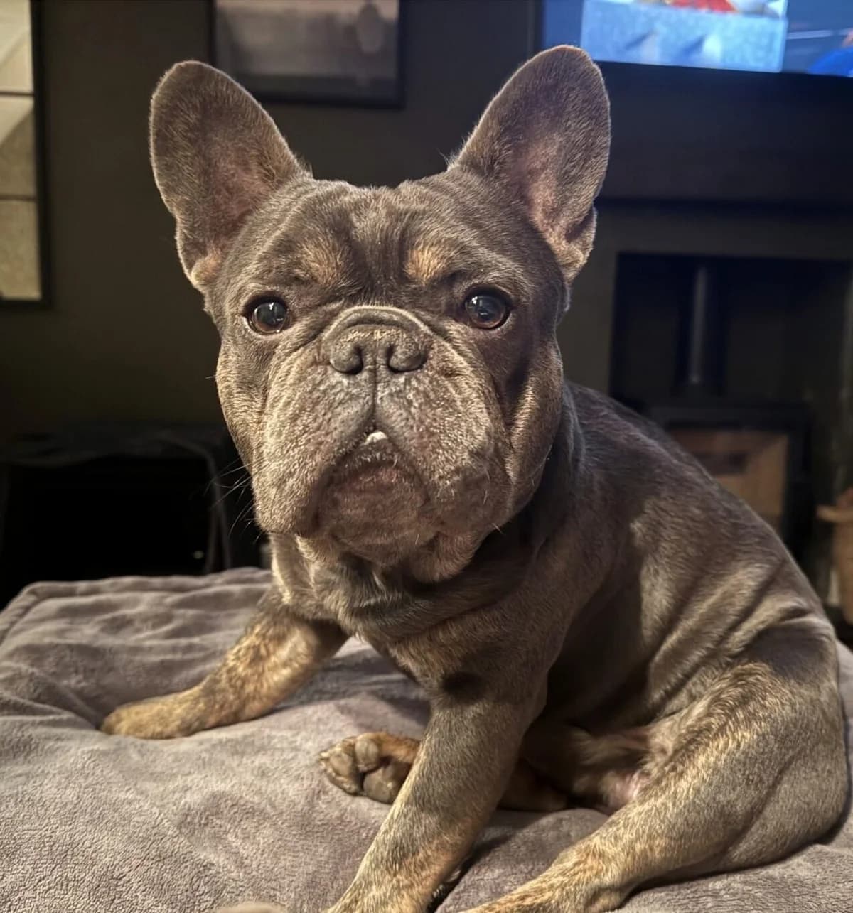Arny,  (All Dogs Matter)