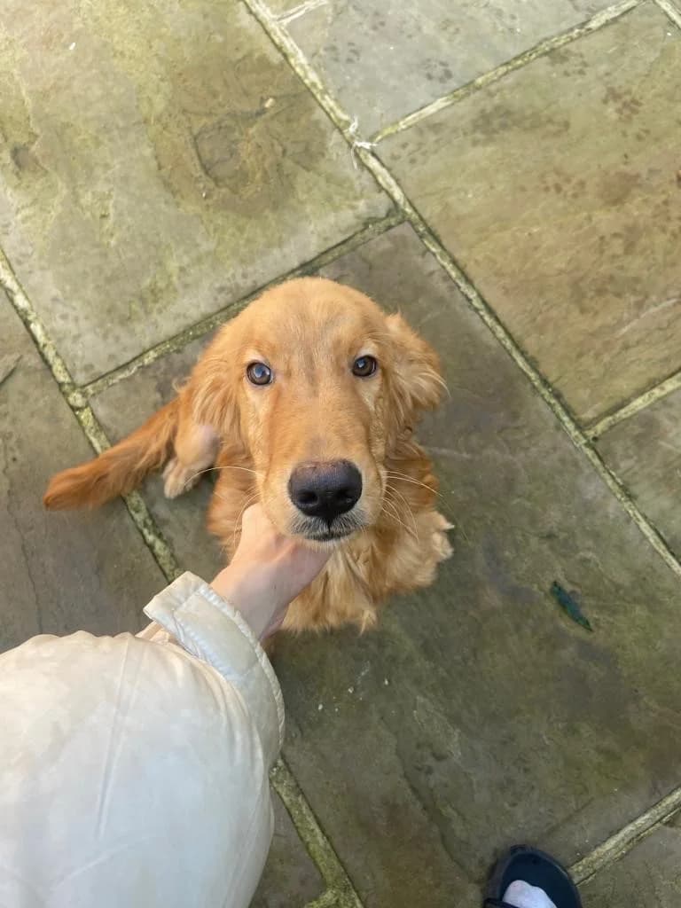 Arthur, female young mixed breed for adoption at All Dogs Matter, London