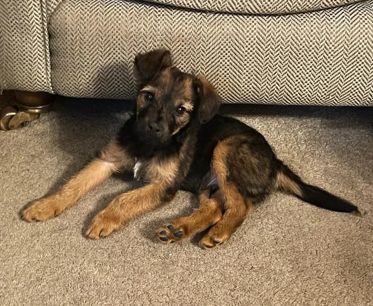 Arthur,  (All Dogs Matter)