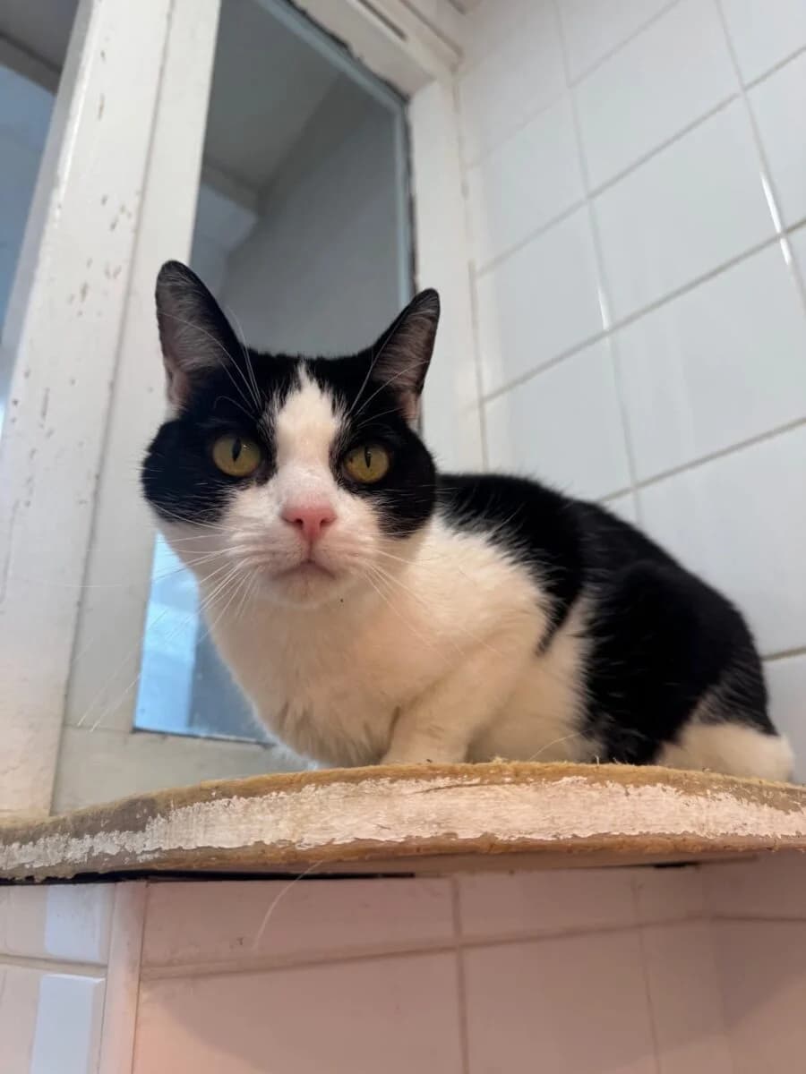 Arya, female Mixed Breed for adoption at Newcastle Dog and Cat Shelter, Newcastle