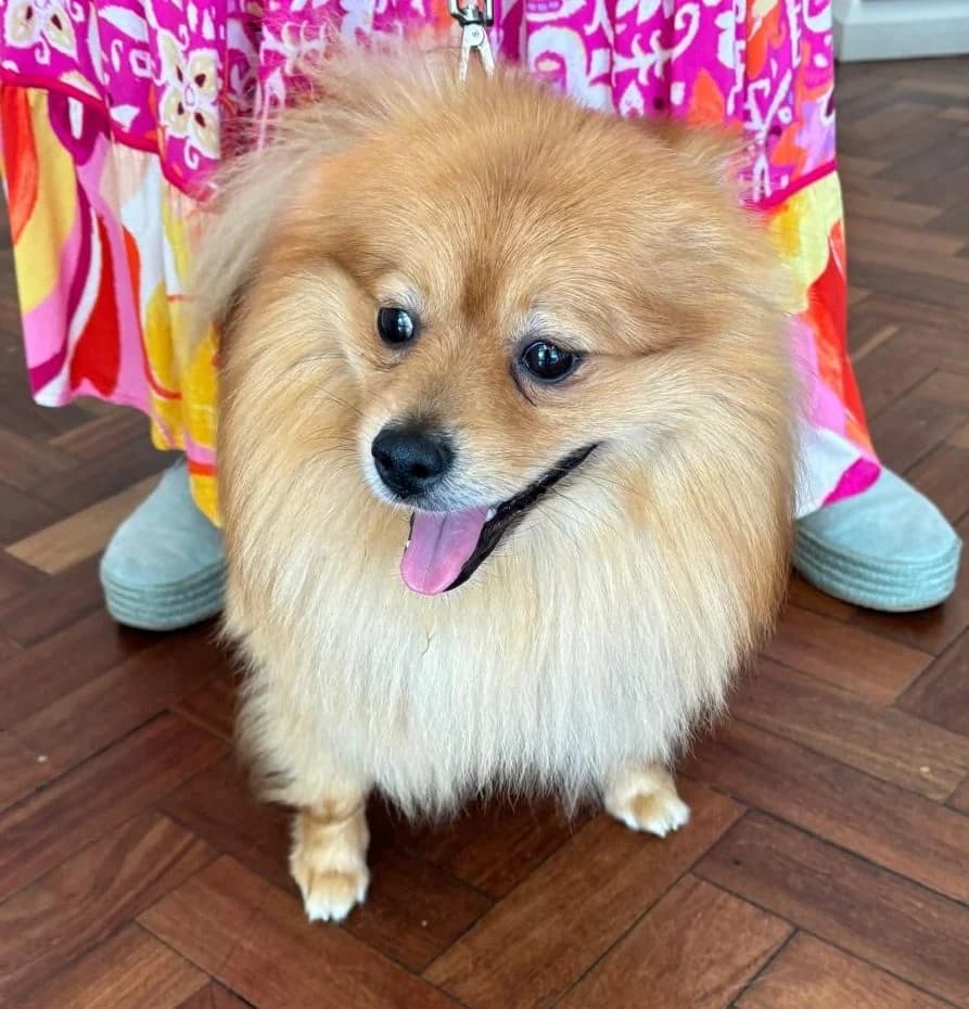 Astro, female young Pomeranian for adoption at All Dogs Matter, London