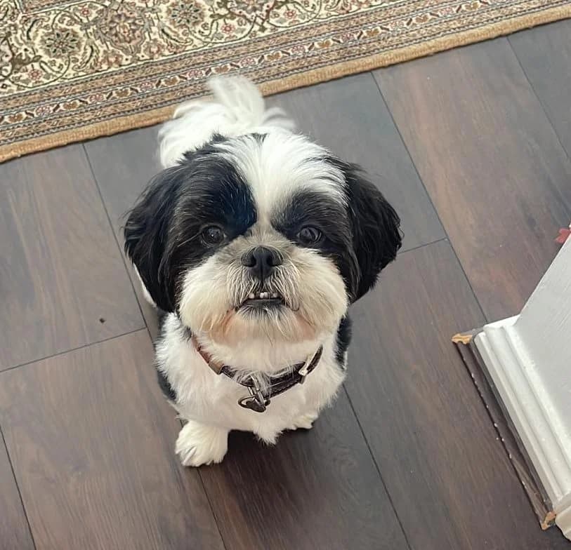 Astro,  (All Dogs Matter)