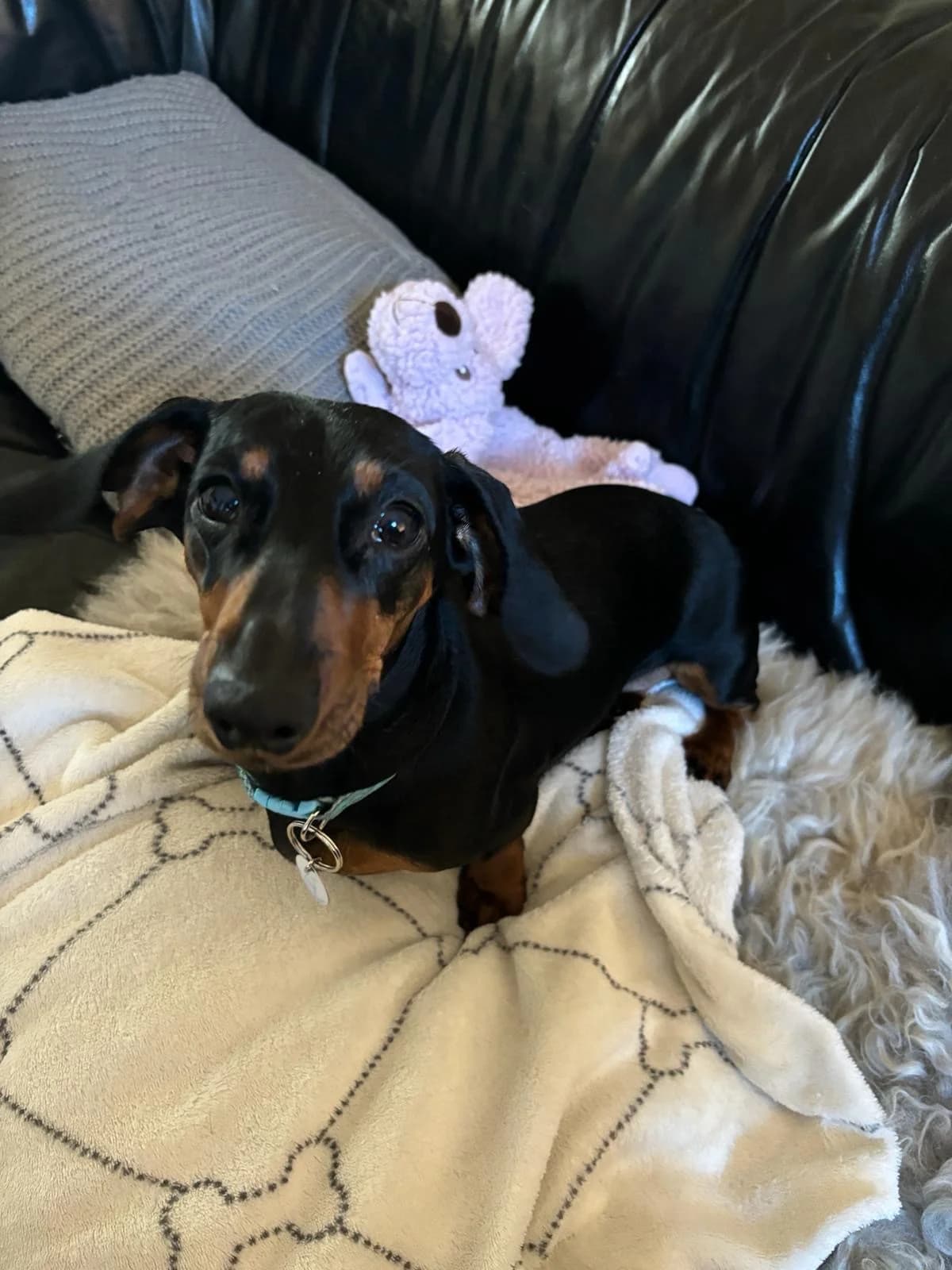 Audrey,  (All Dogs Matter)