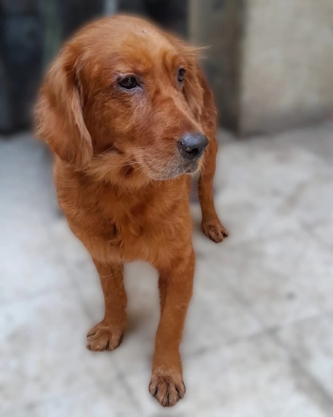 Augustus,  (All Dogs Matter)