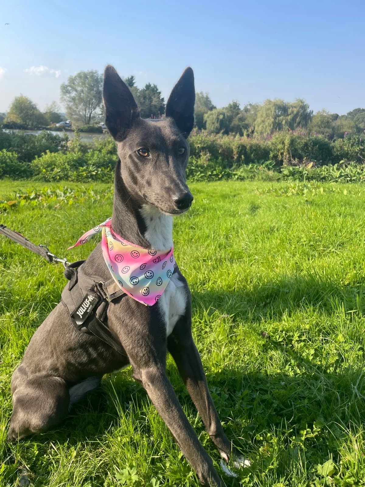 Aurora,  (All Dogs Matter)