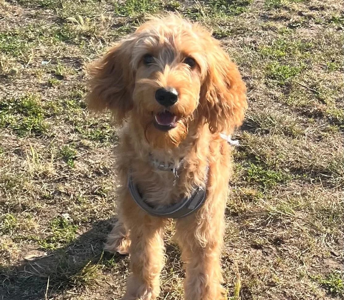 Ayaz,  (All Dogs Matter)