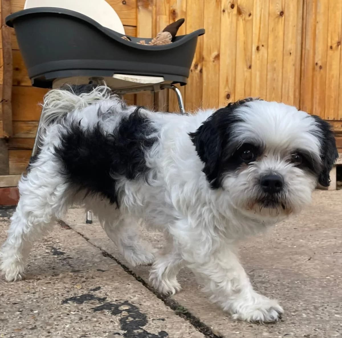 Badger,  (All Dogs Matter)