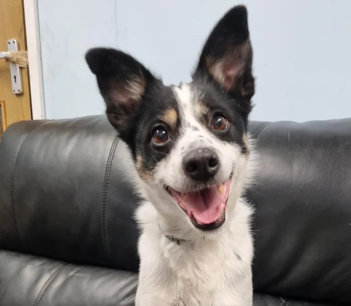 Bailey,  (All Dogs Matter)