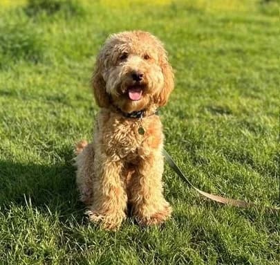 Bailey, female young Cockapoo for adoption at All Dogs Matter, London