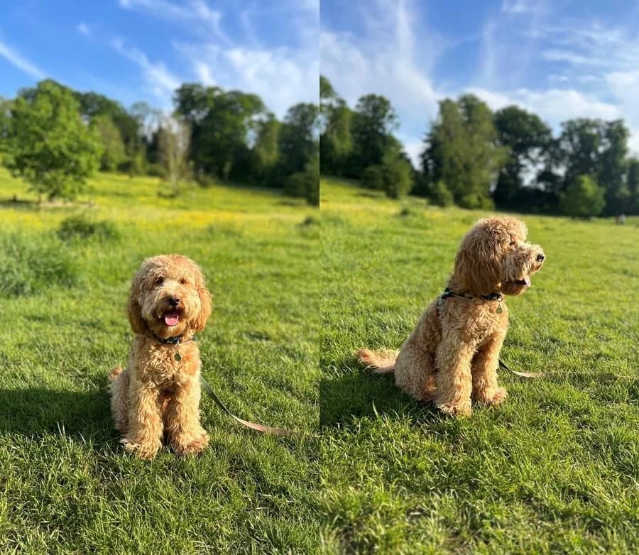 Bailey, female Cockapoo for adoption at All Dogs Matter, London — photo 2 of 2