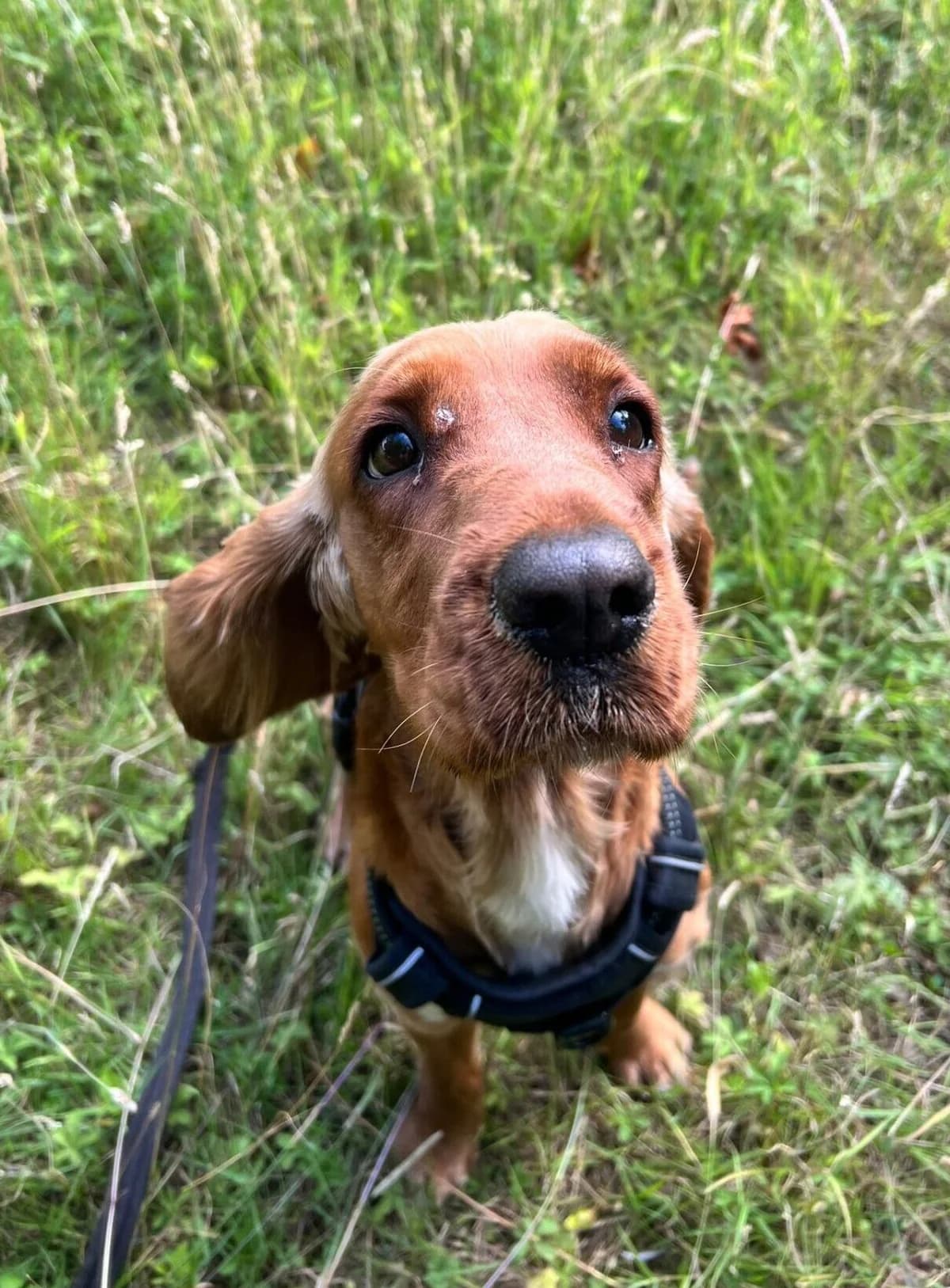 Bailey,  (All Dogs Matter)