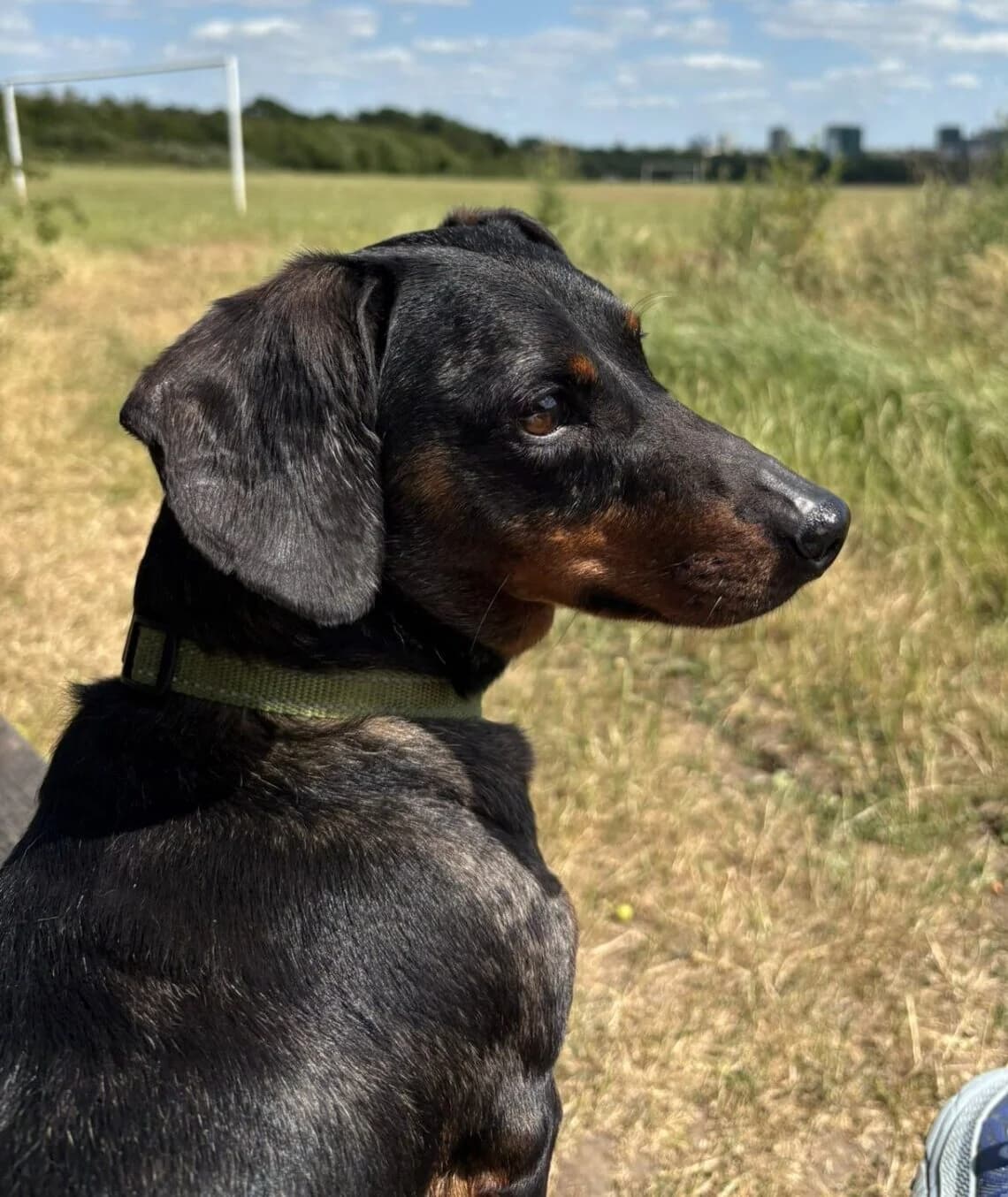 Bailey,  (All Dogs Matter)