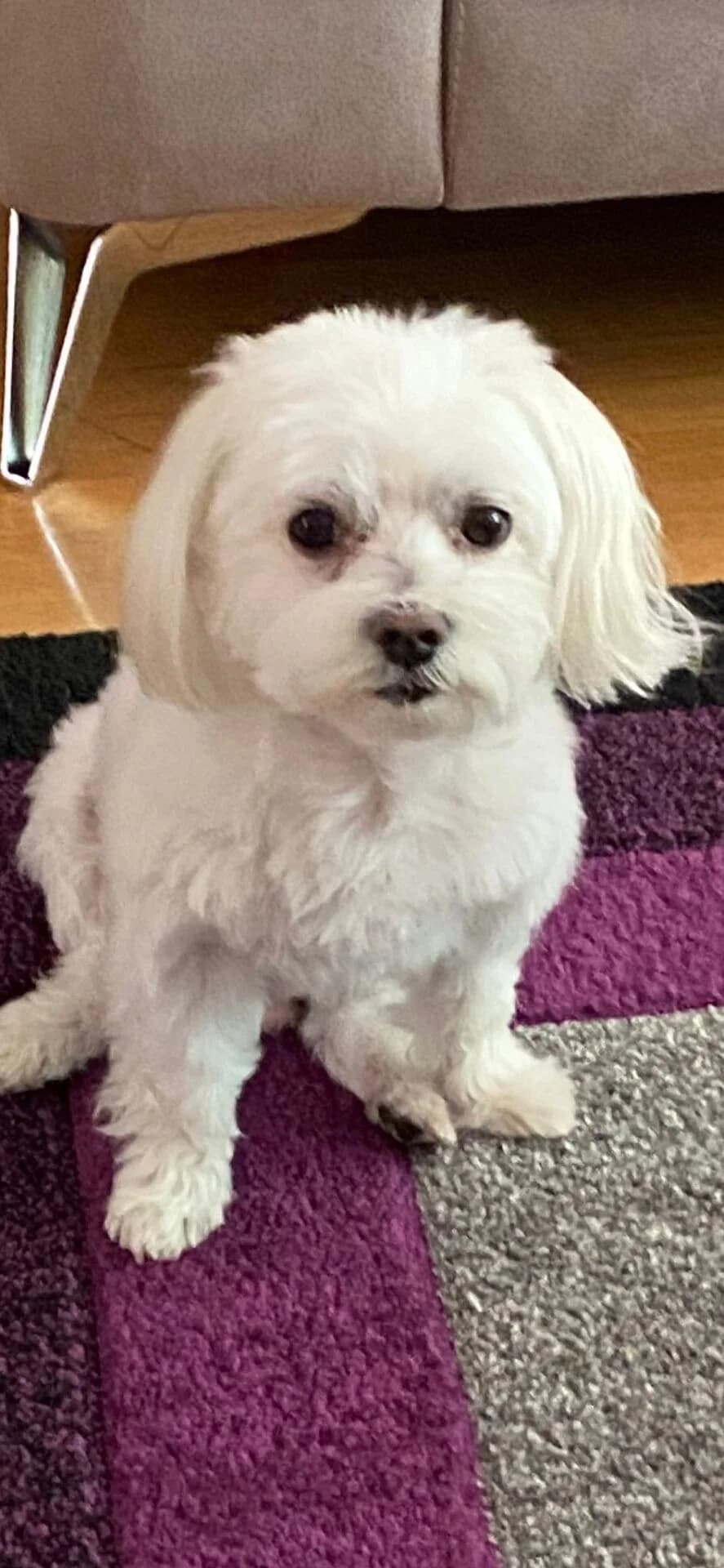 Bailey,  (All Dogs Matter)