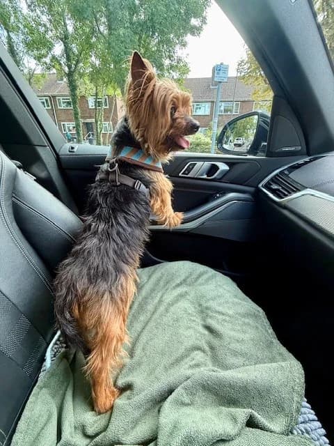 Bambi,  (All Dogs Matter)