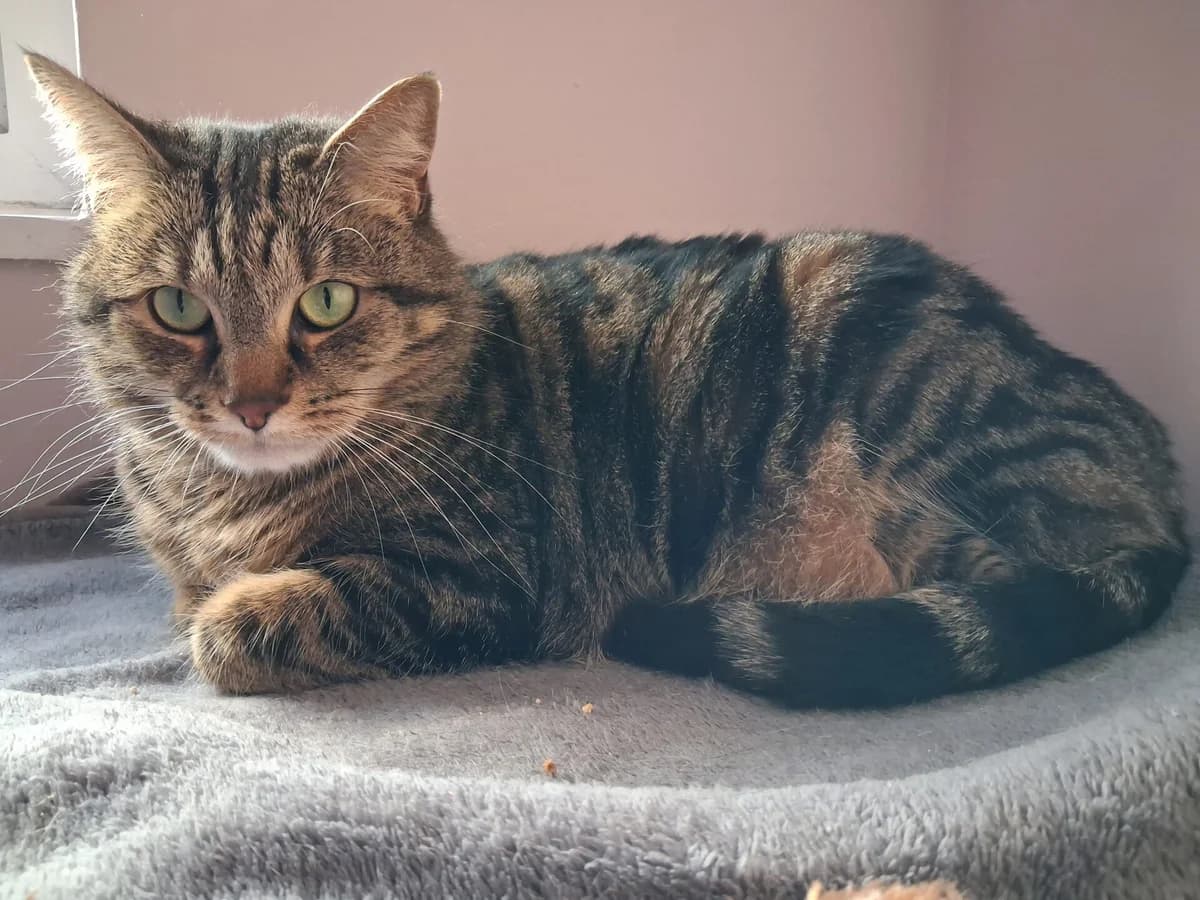 Bambi,  mixed breed for adoption at Wood Green, London