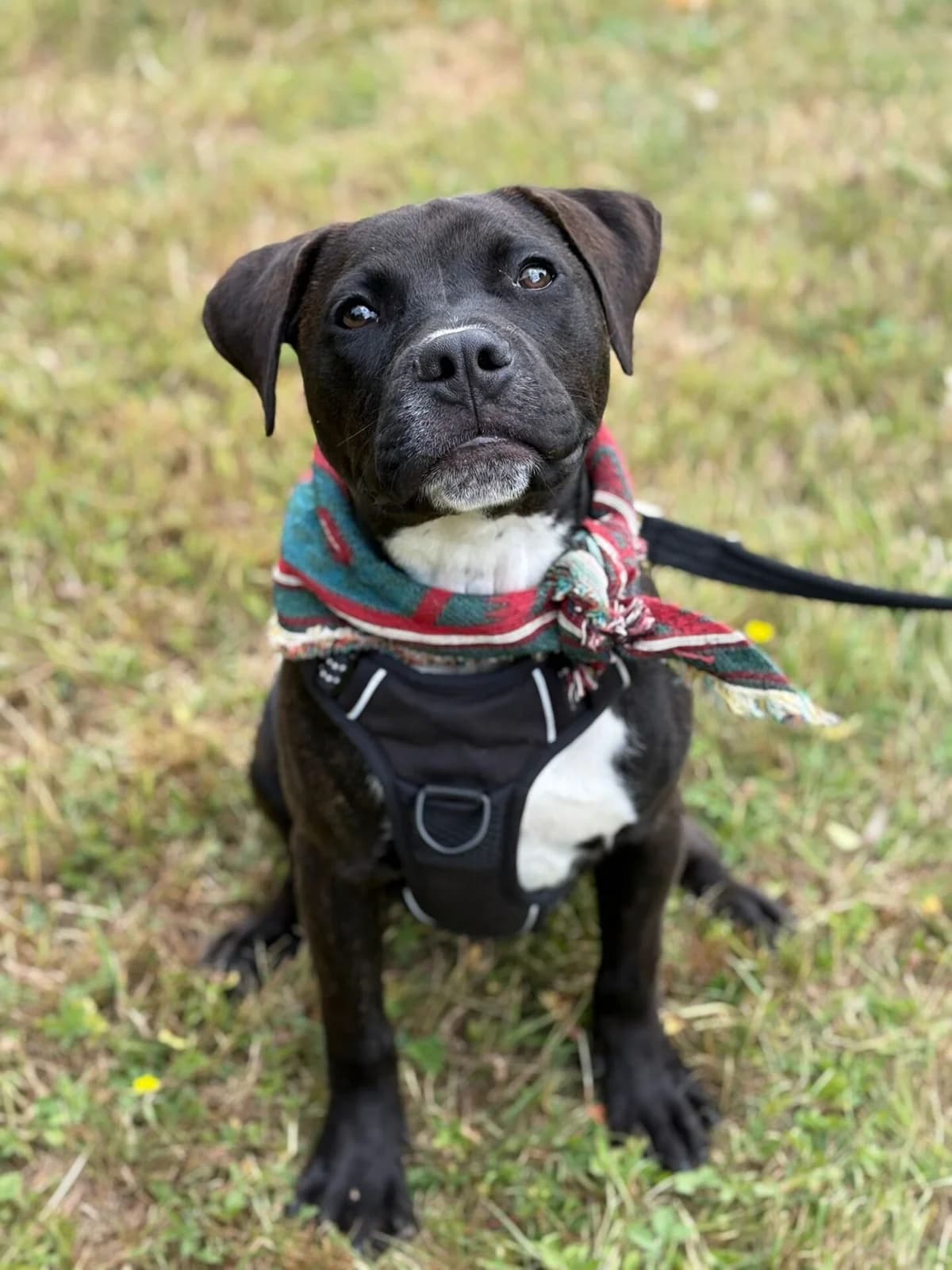Barbara,  (All Dogs Matter)