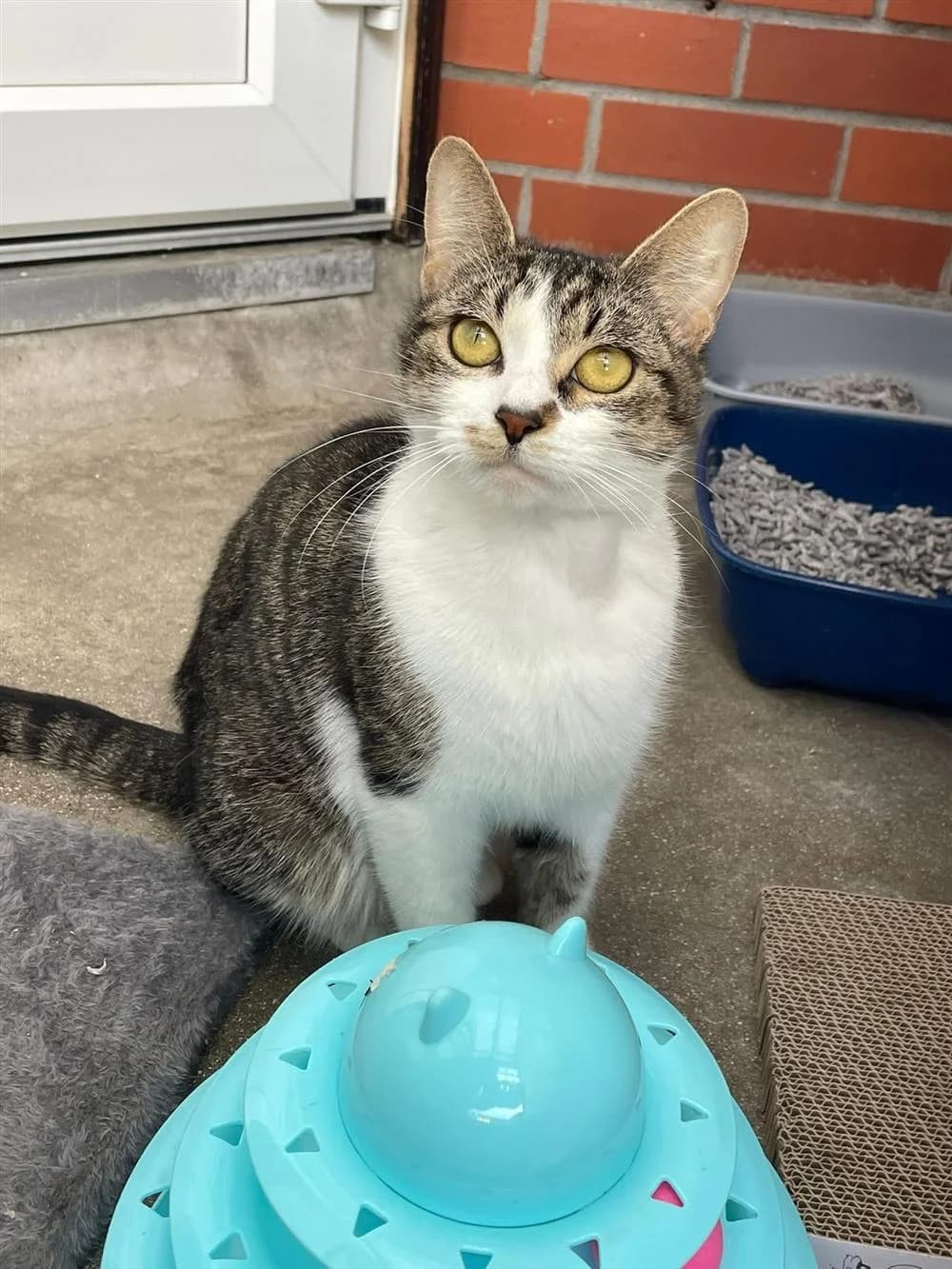 Juno, female mixed breed for adoption at Bristol Animal Rescue Centre, Bristol