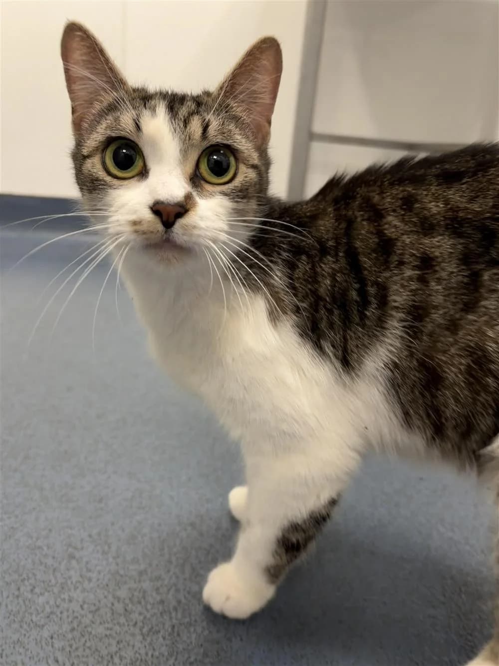 Juno, tabby and white female mixed breed for adoption at Bristol Animal Rescue Centre, Bristol — photo 3 of 31
