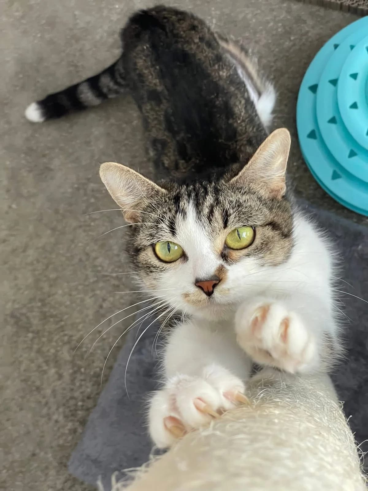 Juno, tabby and white female mixed breed for adoption at Bristol Animal Rescue Centre, Bristol — photo 4 of 31