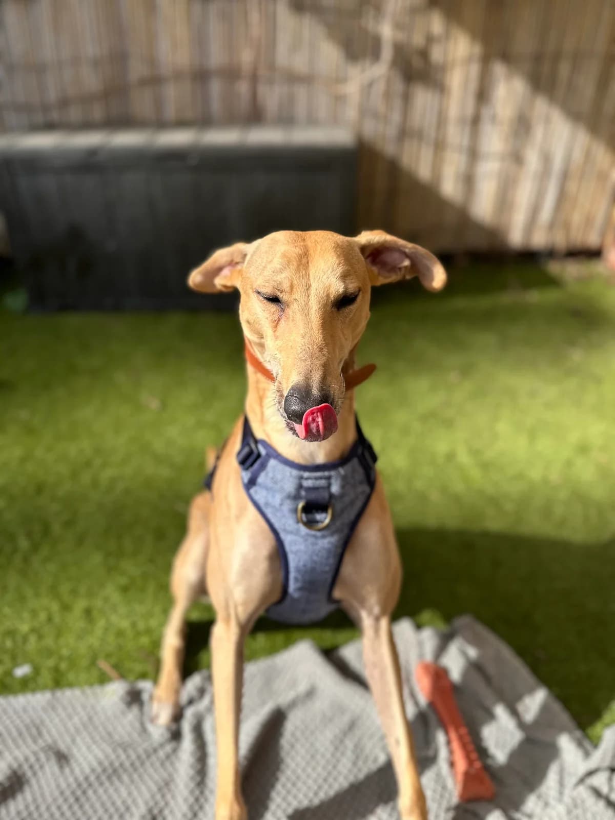 Barclay, fawn male mixed breed for adoption at Bristol Animal Rescue Centre, Bristol — photo 2 of 31