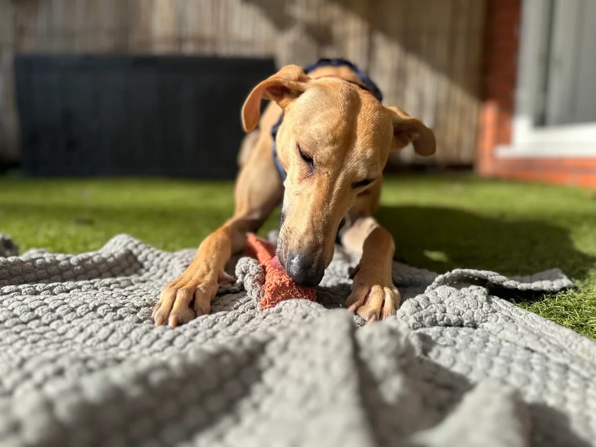 Barclay, fawn male mixed breed for adoption at Bristol Animal Rescue Centre, Bristol — photo 3 of 31
