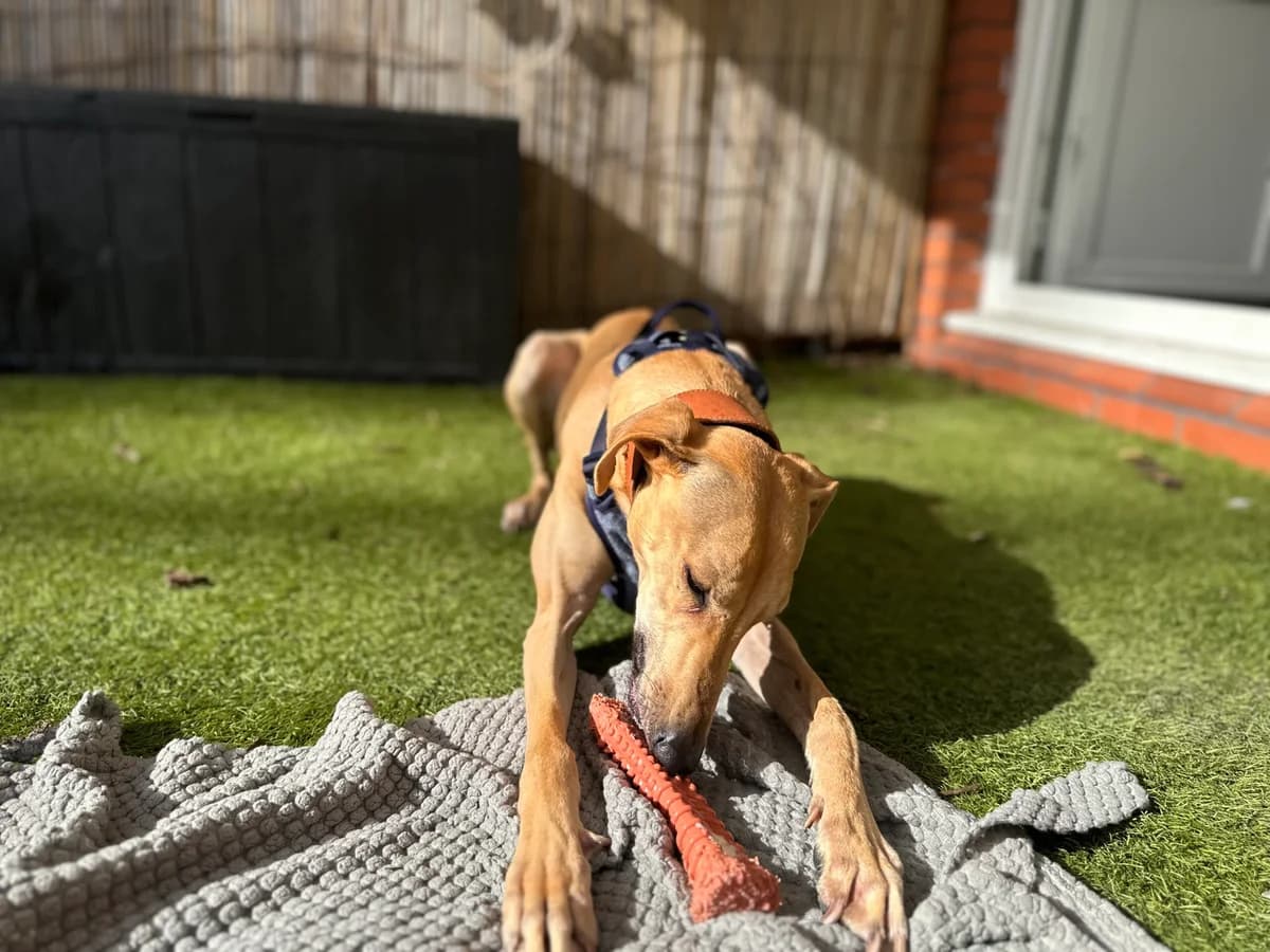Barclay, fawn male mixed breed for adoption at Bristol Animal Rescue Centre, Bristol — photo 4 of 31