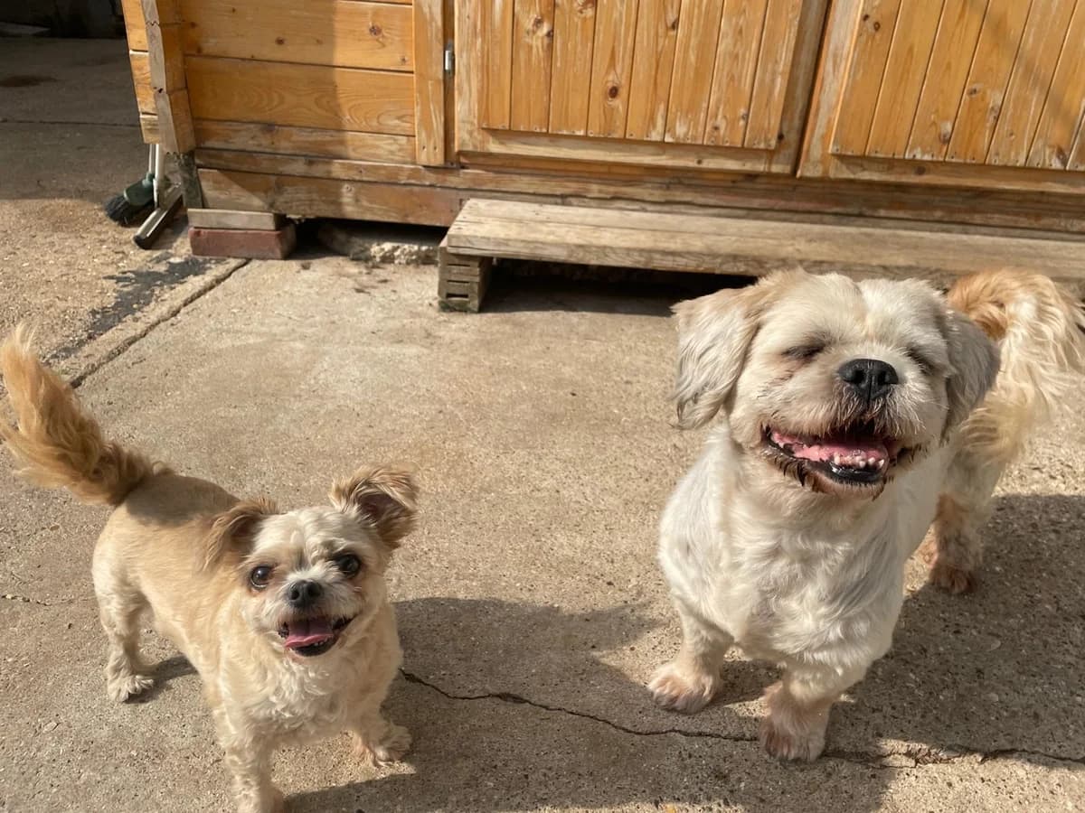 Barclay and Maisie,  (All Dogs Matter)