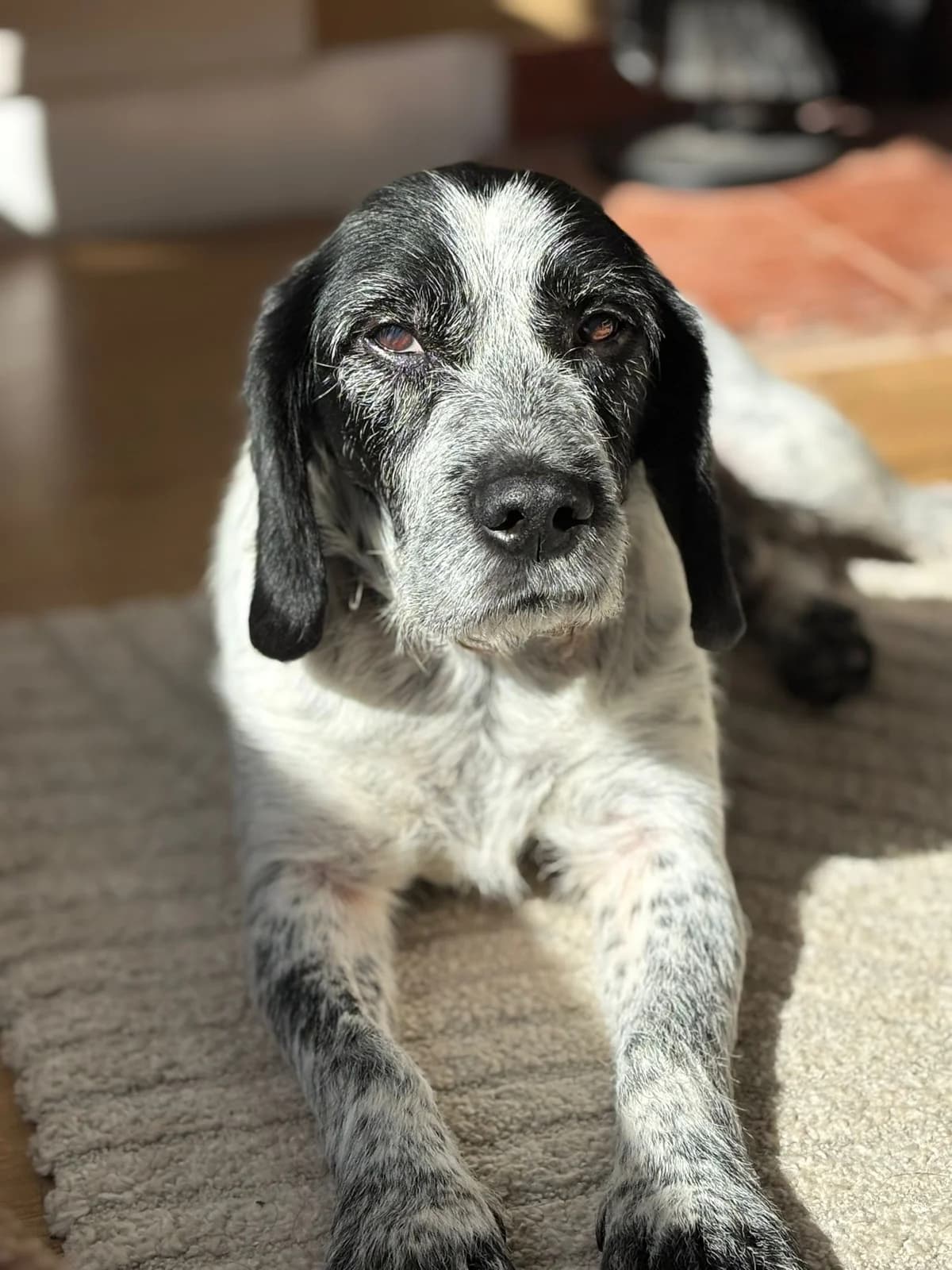 Barney, male Mixed Breed for adoption at Bristol Animal Rescue Centre, Bristol