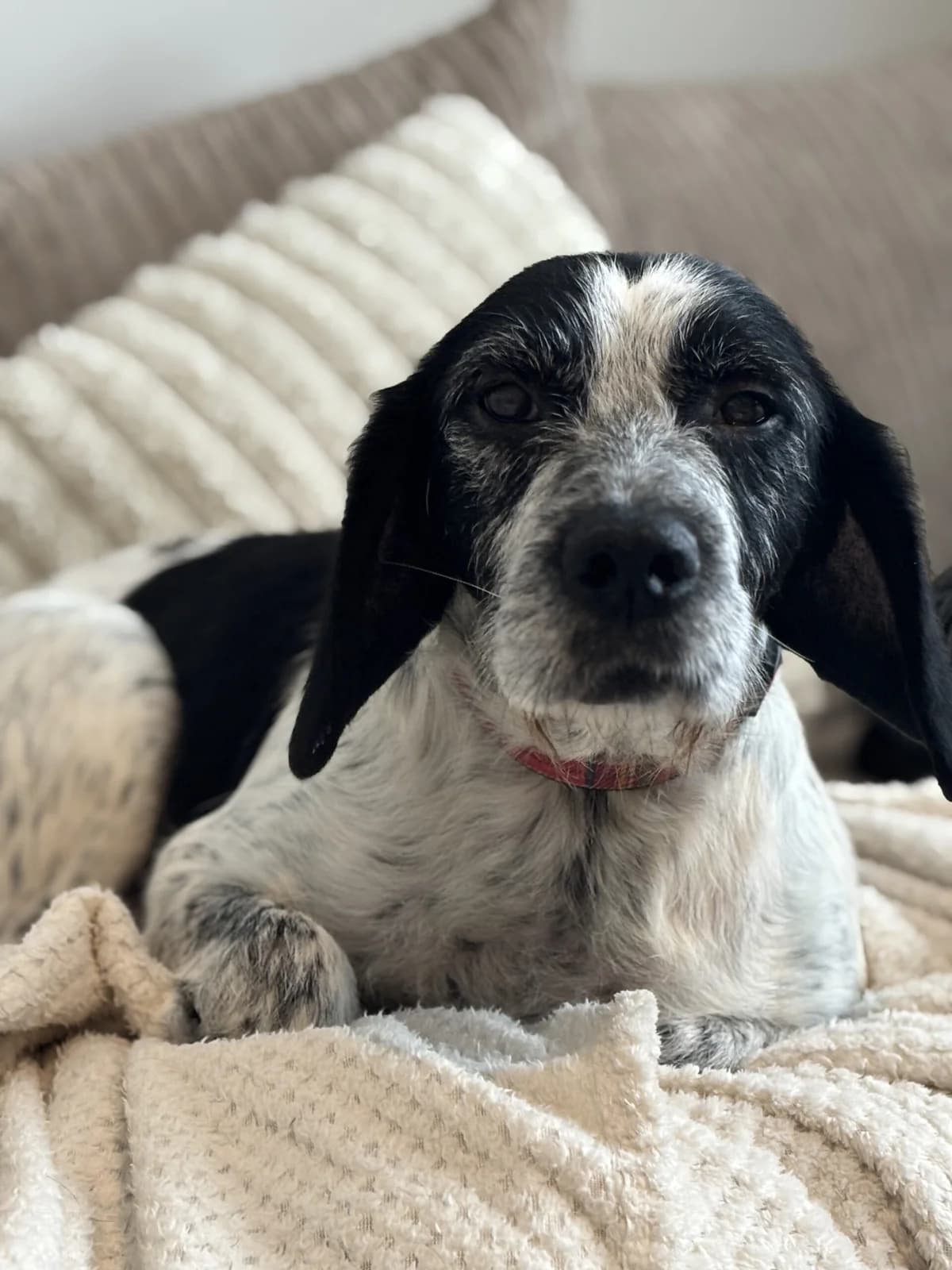Barney, black and white male Mixed Breed for adoption at Bristol Animal Rescue Centre, Bristol — photo 2 of 34