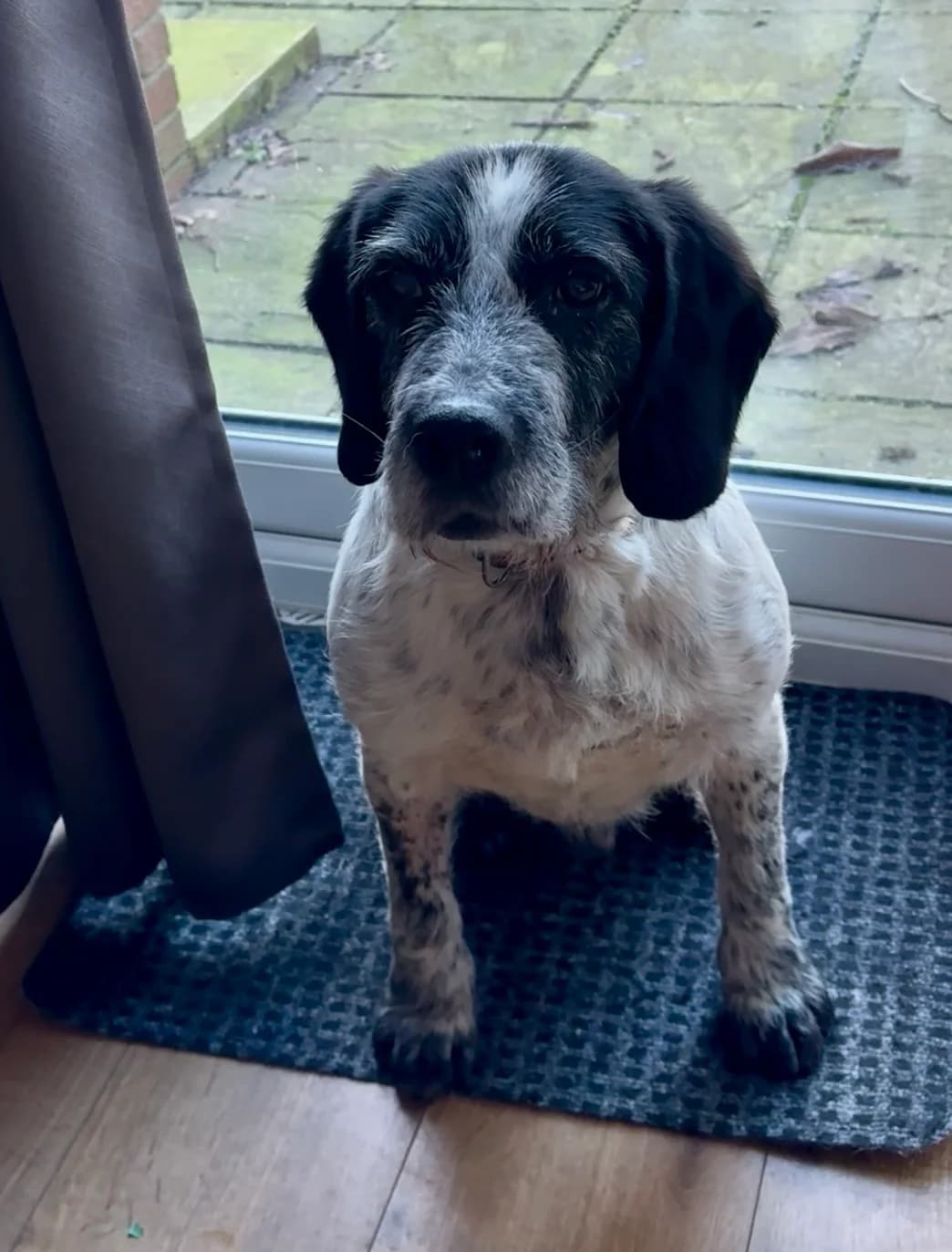 Barney, black and white male Mixed Breed for adoption at Bristol Animal Rescue Centre, Bristol — photo 3 of 34