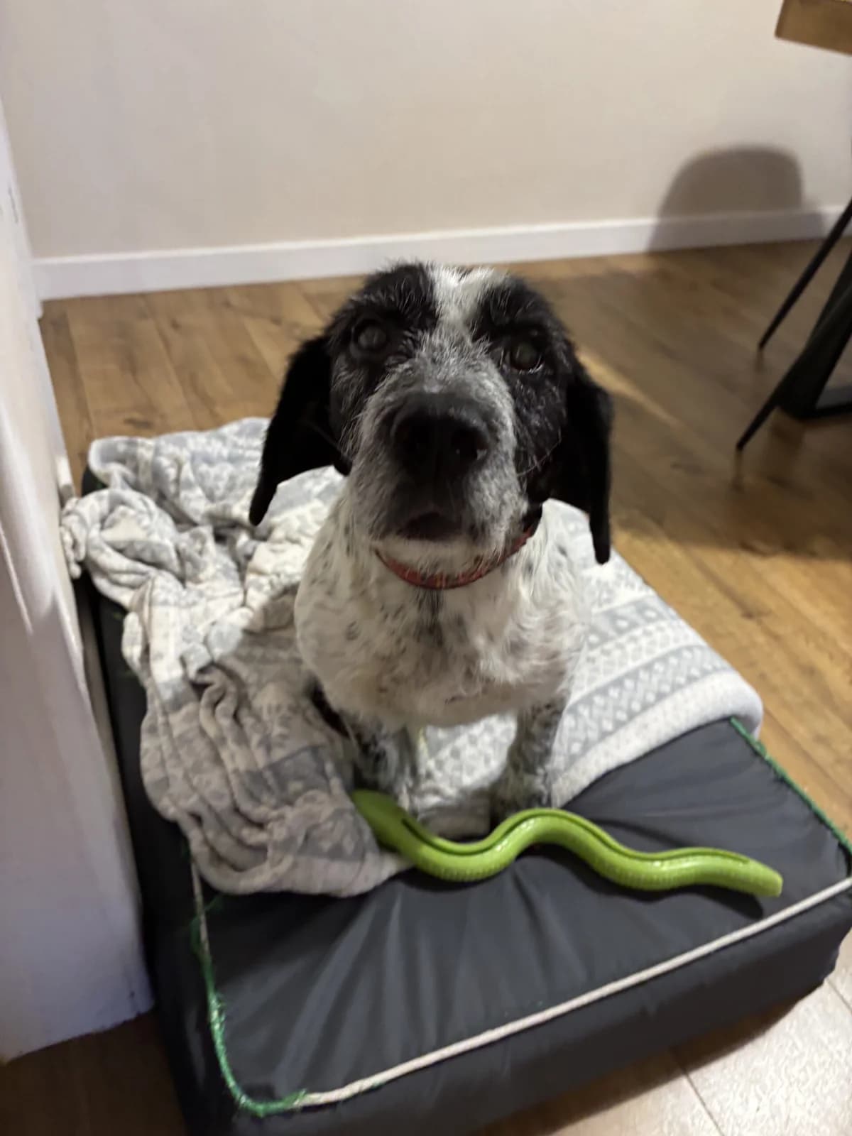 Barney, black and white male Mixed Breed for adoption at Bristol Animal Rescue Centre, Bristol — photo 4 of 34