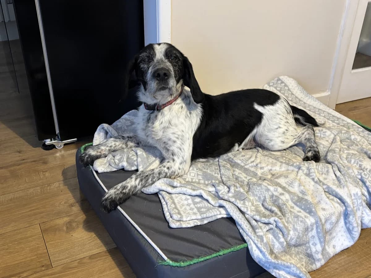 Barney, black and white male Mixed Breed for adoption at Bristol Animal Rescue Centre, Bristol — photo 5 of 34
