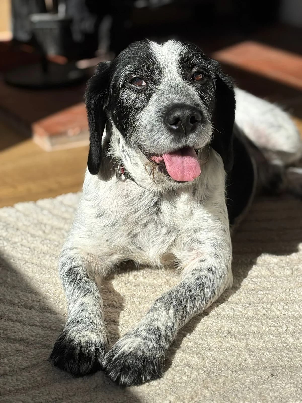 Barney, black and white male Mixed Breed for adoption at Bristol Animal Rescue Centre, Bristol — photo 6 of 34