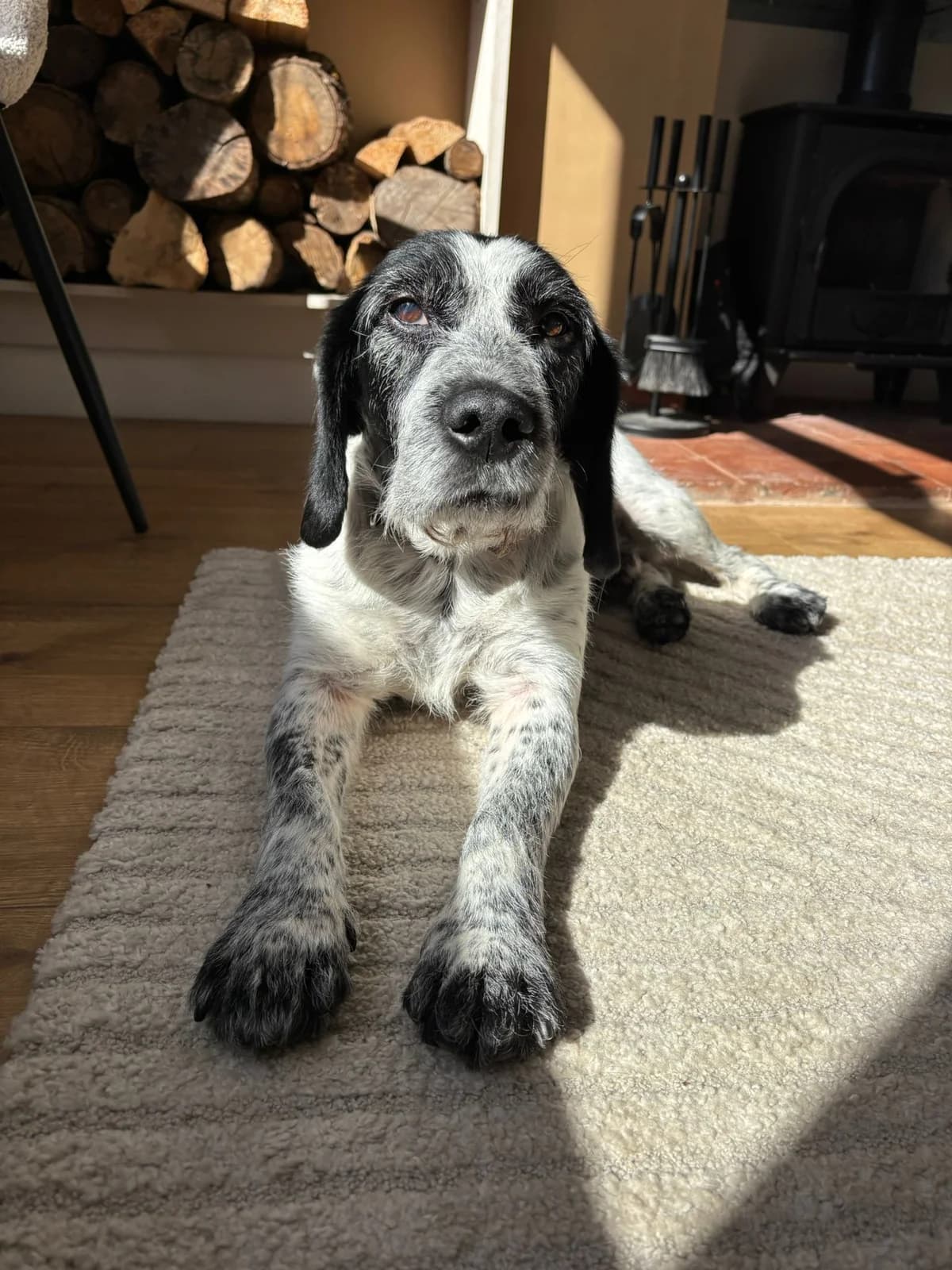 Barney, black and white male Mixed Breed for adoption at Bristol Animal Rescue Centre, Bristol — photo 7 of 34