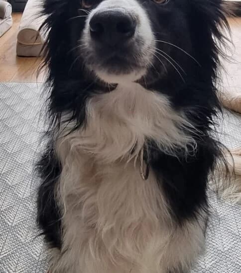 Barry, male mixed breed for adoption at Newcastle Dog and Cat Shelter, Newcastle