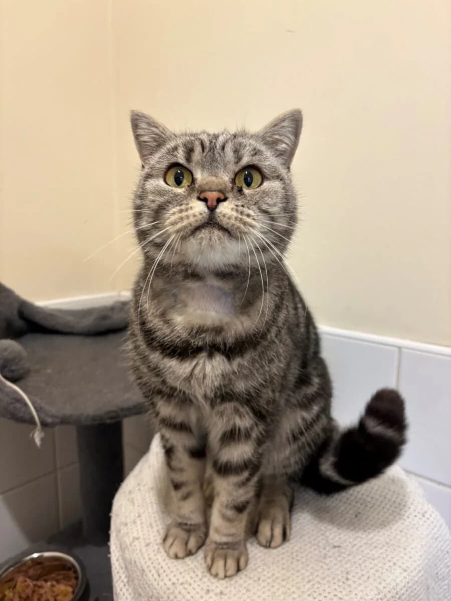 Bea, female Mixed Breed for adoption at Newcastle Dog and Cat Shelter, Newcastle