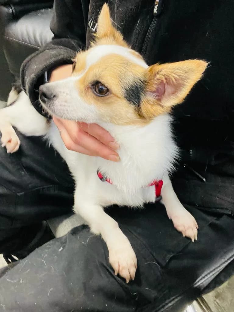 Bean, female young mixed breed for adoption at All Dogs Matter, London