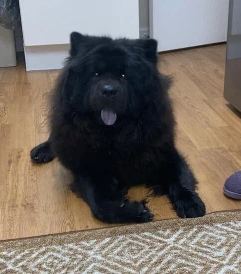 BEAR, male Mixed Breed for adoption at Animal Rescue Cumbria (Wainwright Shelter)