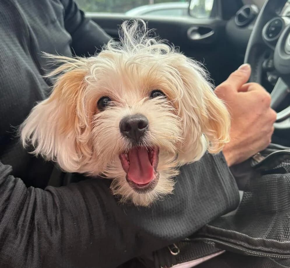 Beau,  (All Dogs Matter)