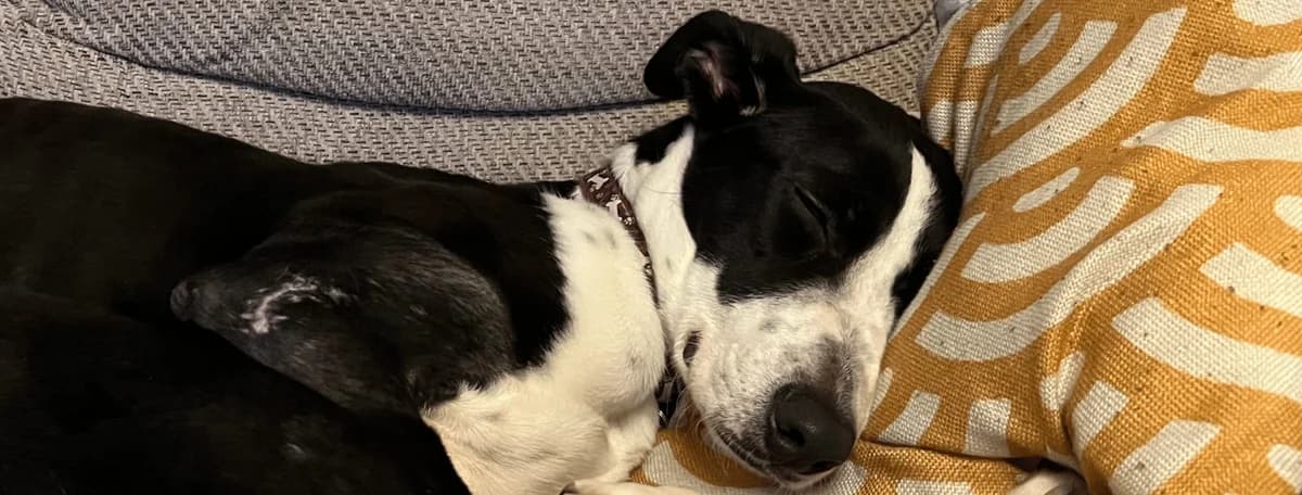 Foster a Dog,  Mixed Breed for adoption at Hope Rescue, Pontyclun