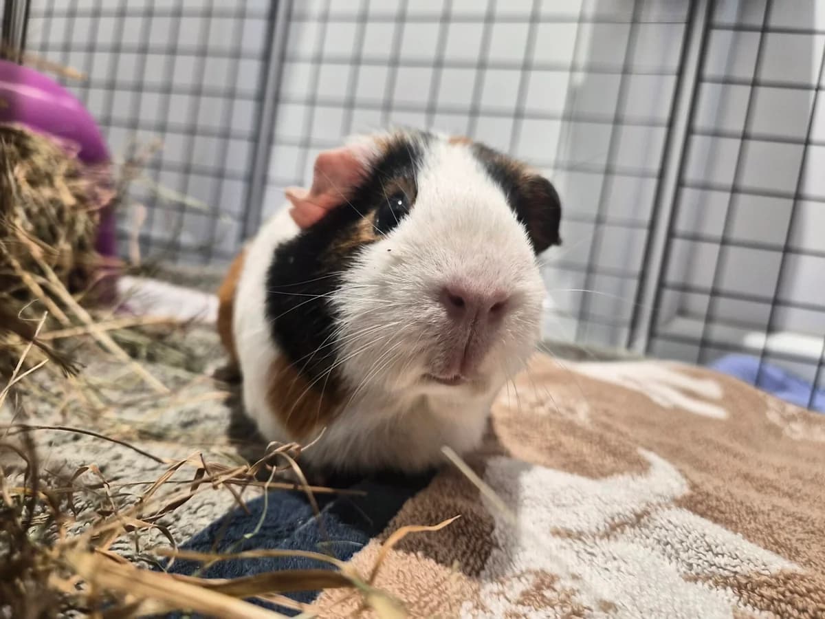 Beebee, female 5yo Guinea Pig for adoption at Woodgreen Pets Charity
