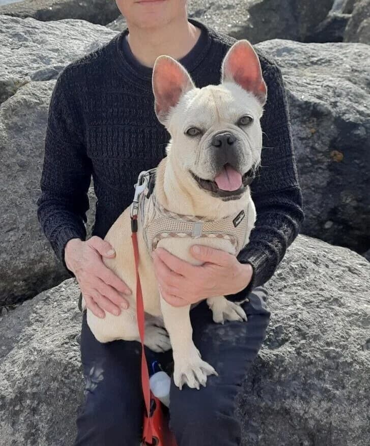 Beige,  (All Dogs Matter)