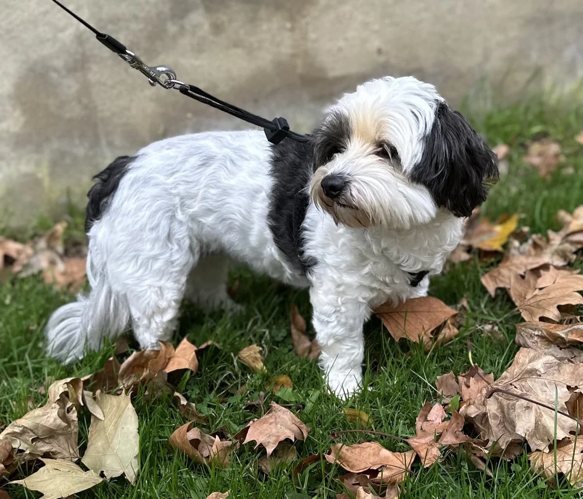 Bella,  (All Dogs Matter)