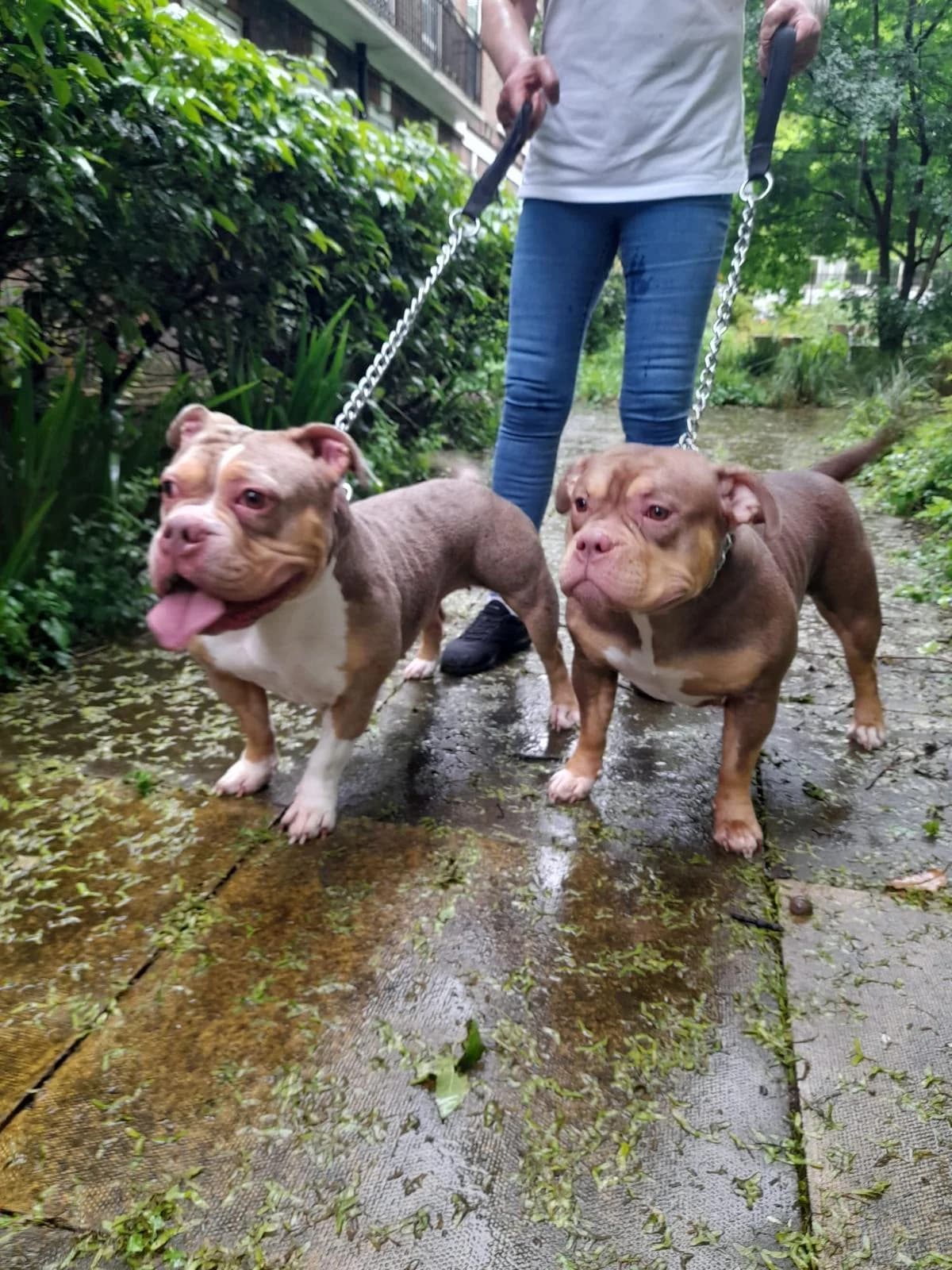 Bella and Pepper,  (All Dogs Matter)