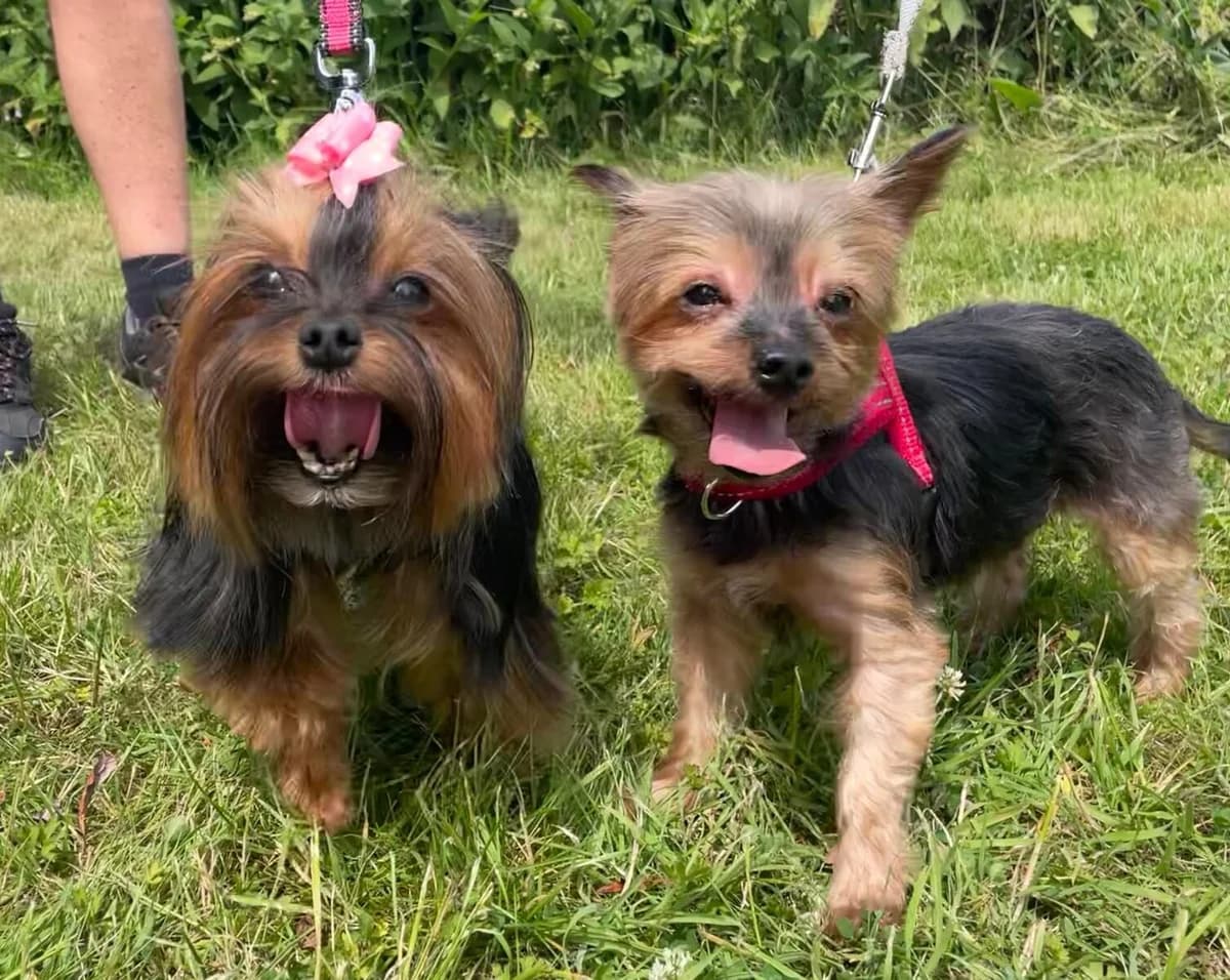 Bella & Dese,  (All Dogs Matter)