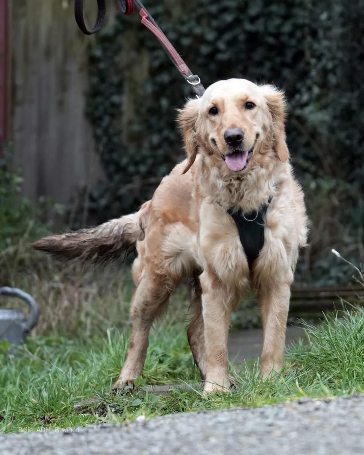 Belle, cream female Golden Retriever for adoption at All Dogs Matter, London